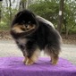 Eddie (GCH Charm City's Love & Money)